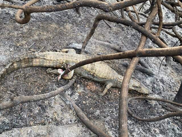 Pantanal queima h&aacute; tr&ecirc;s dias e deixa rastro de animais mortos carbonizados