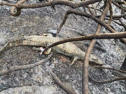 Pantanal queima há três dias e deixa rastro de animais mortos carbonizados