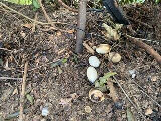 Ovos que estavam no ninho de jacaré foram cozidos. (Foto: Gretap-MS)