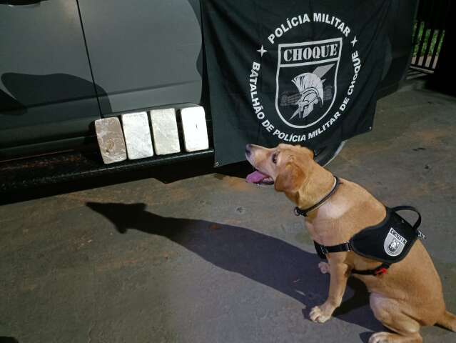 Flagrada com coca&iacute;na por c&atilde;o farejador, paranaense vai continuar presa 