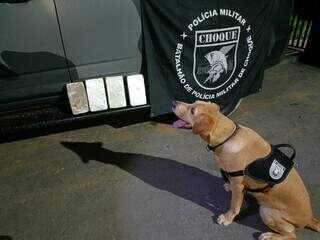 C&atilde;o do Choque encontra R$ 100 mil em coca&iacute;na de passageira na rodovi&aacute;ria