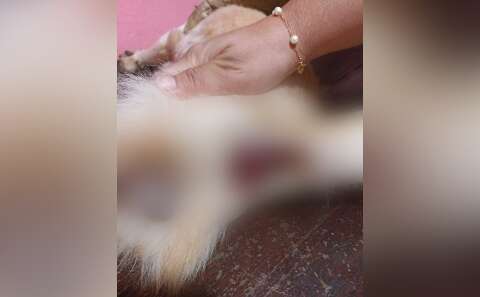 V&iacute;tima de maus-tratos, cachorro &eacute; resgatado com sinais de estupro