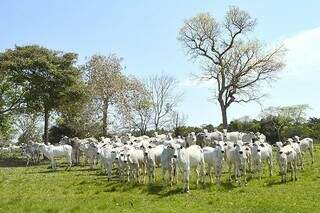 Rebanho de gado em Mato Grosso do Sul (Foto: Famasul)