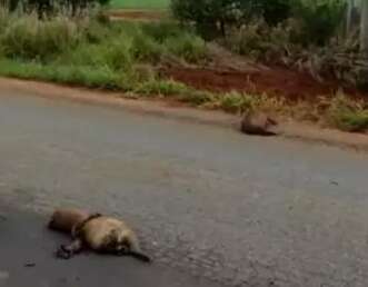 Fam&iacute;lia de capivaras &eacute; encontrada morta em rodovia entre Bonito e Porto Murtinho