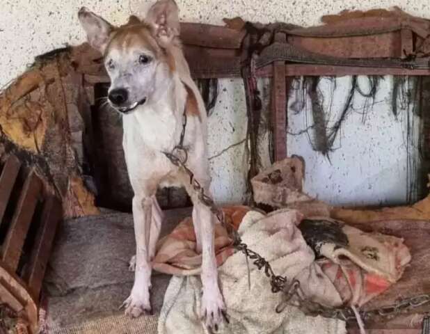 C&atilde;es s&atilde;o resgatados com leishmaniose al&eacute;m de berne e tutora &eacute; presa