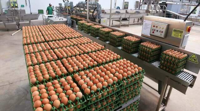 Produ&ccedil;&atilde;o de ovos de galinha bate novo recorde em MS e chega a 912 milh&otilde;es