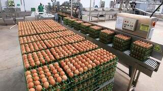 Produção de ovos em MS bate novo recorde. (Foto: Arnaldo Alves/Divulgação)