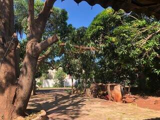 Quintal da casa é repleto de árvores plantadas pelo morador. (Foto: Jéssica Fernandes)