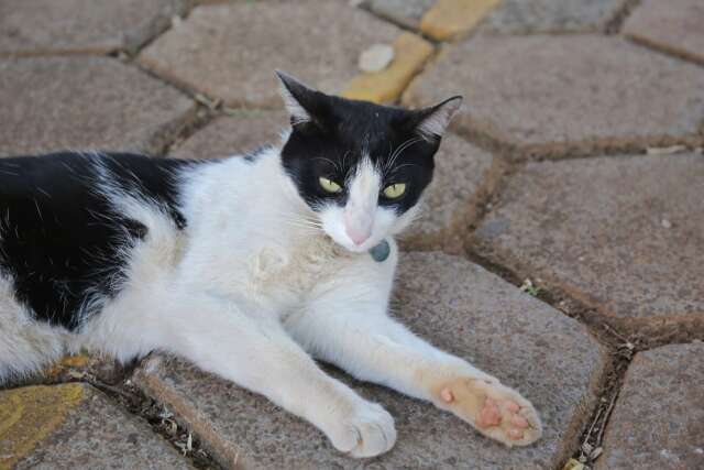 Prefeitura da Capital detalha regras para lei do Animal Comunit&aacute;rio