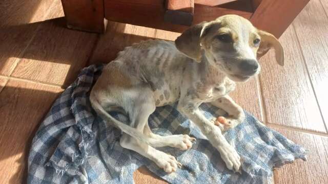 Filhote de cachorro &eacute; encontrado debilitado e com feridas ap&oacute;s dono viajar
