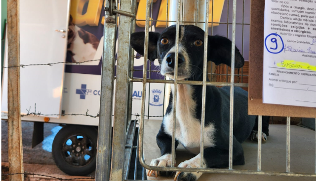 Castram&oacute;vel estar&aacute; no Bairro Parque dos Sabi&aacute;s nos meses de mar&ccedil;o e abril