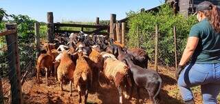 Animais sendo ordenhados em fazenda de ovinocultura. (Foto: Semagro)