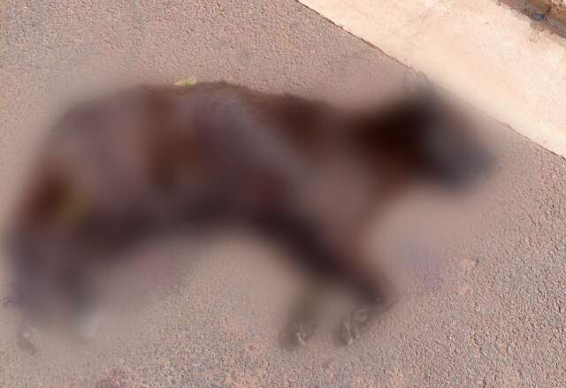 Motociclista atropela e mata cachorro de prop&oacute;sito ap&oacute;s se irritar com a  mulher