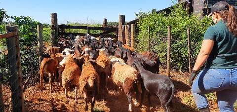 Com aumento de 40% no abate de ovinos, MS fica na vice-liderança nacional