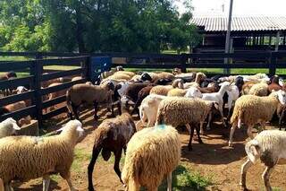 Ovelhas e cabras juntas em curral. (Foto: Semagro)