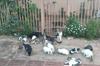 Após morte de dono, gatos são alimentados por moradores da região. (Foto: Direto das Ruas)