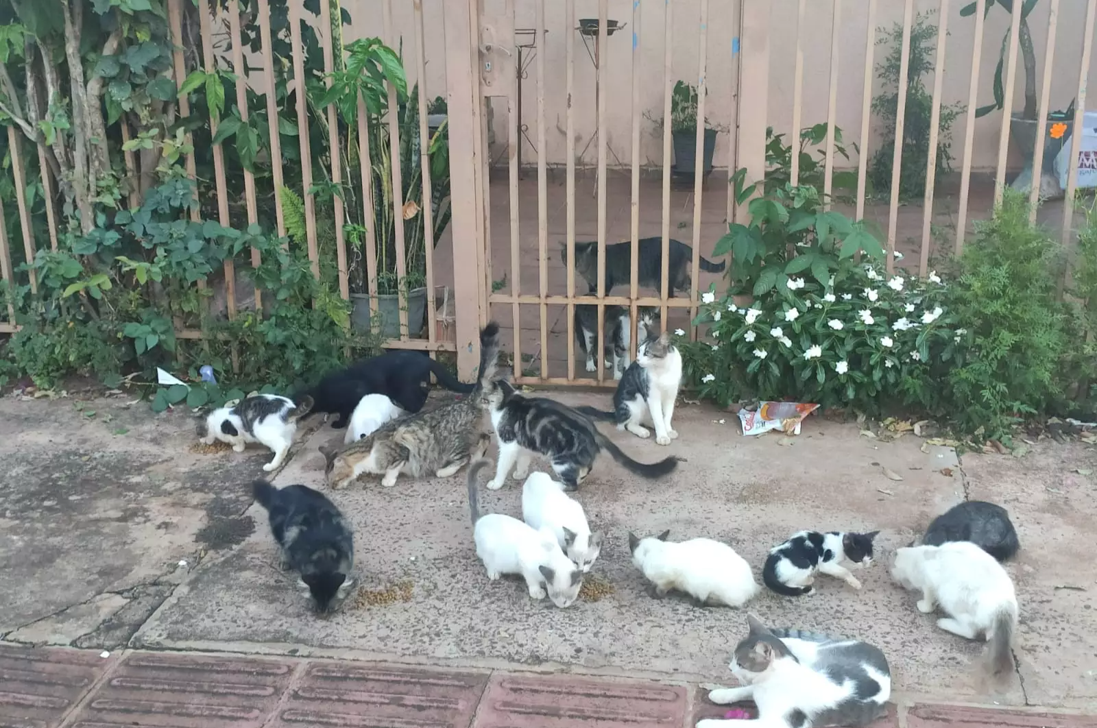 Bom Dia Rio Grande  Acorda Para Ver: gato invade campo durante