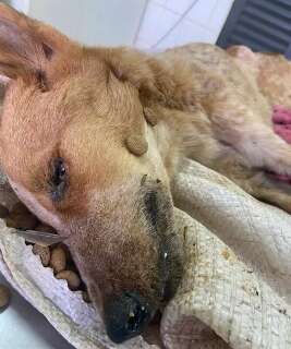 Mulher é multada em R$ 1 mil por deixar cão morrer por desnutrição em MS