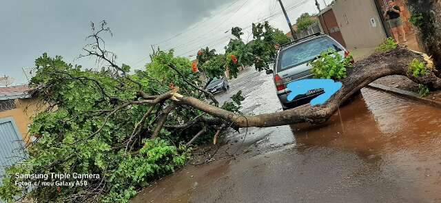 Ventania derruba &aacute;rvore que, por poucos cent&iacute;metros, n&atilde;o atinge carro 