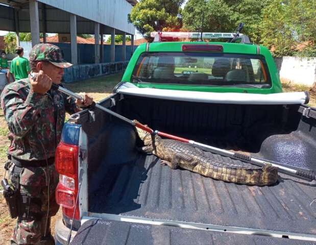 Visita inusitada: passeando em p&aacute;tio de escola, jacar&eacute; &eacute; capturado pela PMA