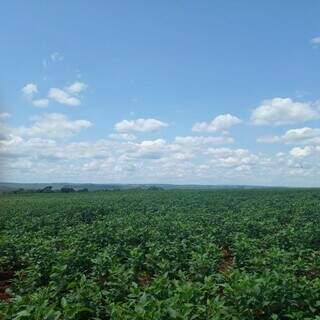 Plantação de soja no município de Ponta Porã. (Foto: Divulgação)