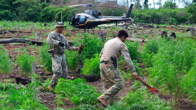 Primeiro dia de nova opera&ccedil;&atilde;o destr&oacute;i 109 toneladas de maconha na fronteira
