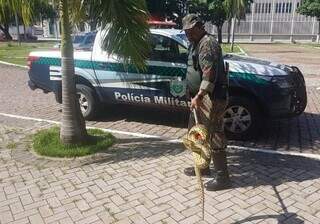 Policial militar ambiental durante a captura do animal, em Corumbá. (Foto: Reprodução/PMA)