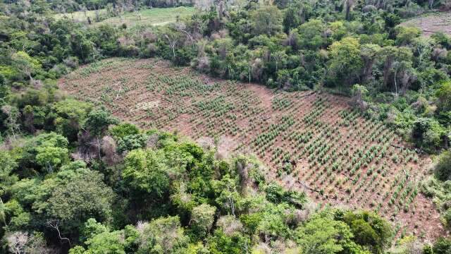Segundo dia de opera&ccedil;&atilde;o elimina mais 105 toneladas de maconha na fronteira