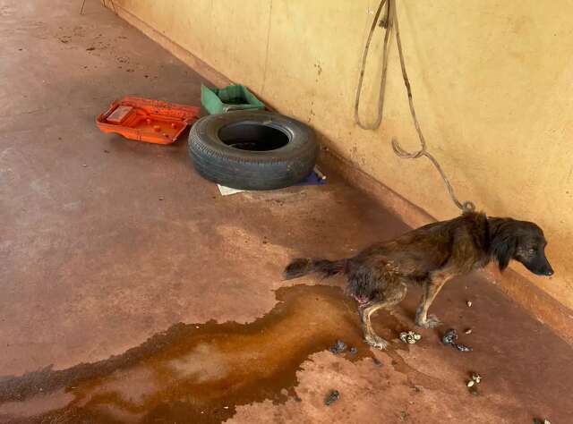Den&uacute;ncia leva pol&iacute;cia a prender mulher que mantinha c&atilde;o doente preso 