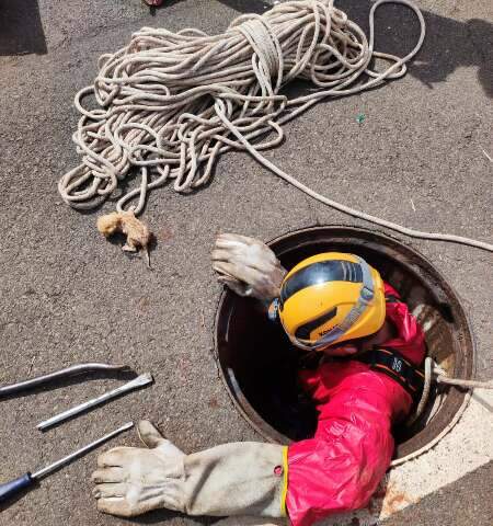 Bombeiro entra em tubula&ccedil;&atilde;o para resgatar filhote de gato preso