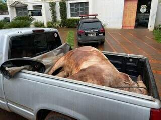 Animal foi encontrado na carroceria do veículo. (Foto: Divulgação/PRF)
