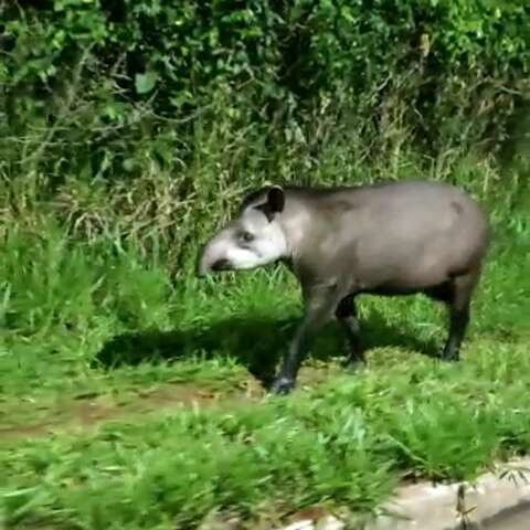 V&iacute;deo: impressionado com anta, leitor faz alerta de cuidado no tr&acirc;nsito