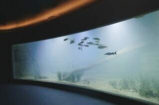 Visitantes passarão por saguão onde aquários parecem telas. (Foto: Paulo Francis)