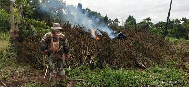 Opera&ccedil;&atilde;o binacional j&aacute; destruiu quase 400 toneladas de maconha