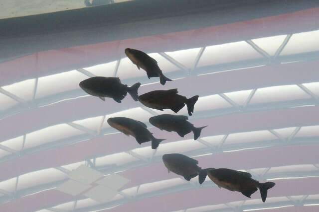 Peixes se adaptaram t&atilde;o bem &agrave; &ldquo;casa nova&rdquo; que j&aacute; t&ecirc;m filhotes, revela bi&oacute;logo