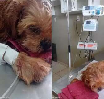 Vítima de maus-tratos, cão é socorrido com traumatismo craniano 