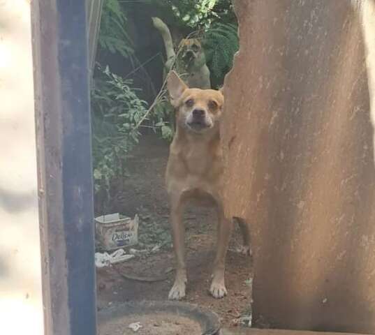 Ap&oacute;s morte de dono, cachorros s&atilde;o esquecidos em casa e resgatados desnutridos 