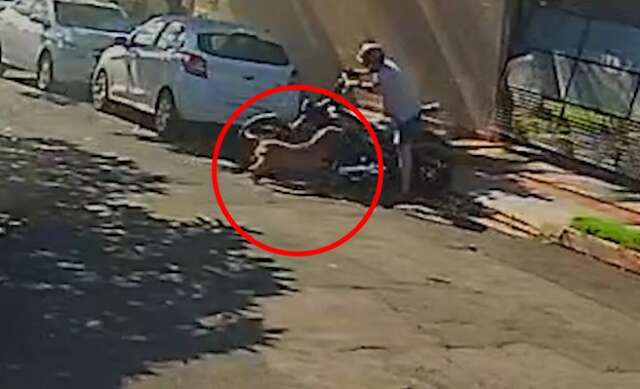 V&iacute;deo mostra ataque de pit bull: &quot;Uma hora ia pegar algu&eacute;m&quot;, diz v&iacute;tima