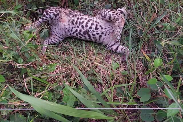 Jaguatirica &eacute; encontrada morta ao lado de pista de caminhada em Bonito 