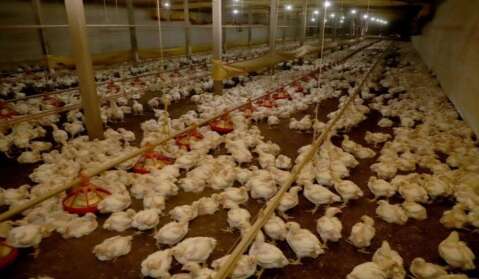 Avicultura produz mais de 4 milhões de toneladas de carne por ano
