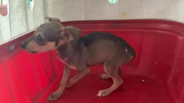 Filhote &eacute; resgatado em casa com outros cinco cachorros abandonados