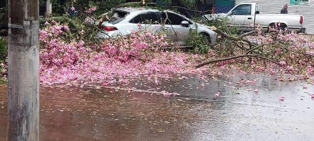 &Aacute;rvore cai com temporal e atinge carro estacionado no Centro; veja v&iacute;deo