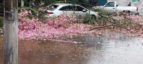 Árvore cai com temporal e atinge carro estacionado no Centro; veja vídeo