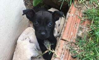Cachorrinho foi encontrado no bairro Manoel Taveira e aguarda por nova família. (Foto: Direto das Ruas) 