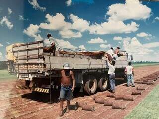 Primeira plantação de grama na Fazenda Pontal 1 em Nova Alvorada do Sul - Foto Divulgação