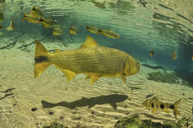 Deputado de MS quer estender proibi&ccedil;&atilde;o da pesca do dourado para todo o Pa&iacute;s