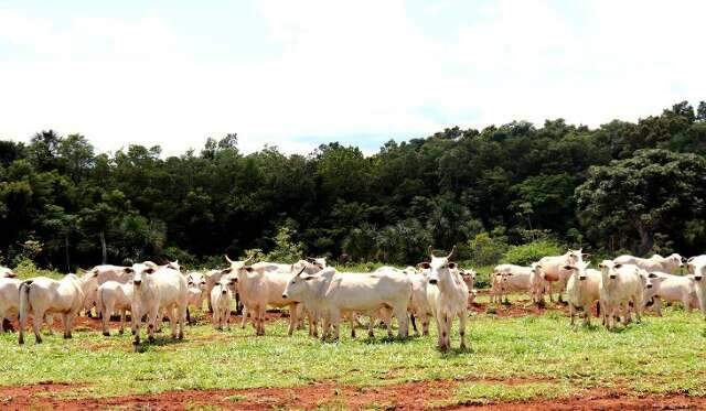 Bovinos e bubalinos com até 2 anos devem ser vacinados contra aftosa em maio