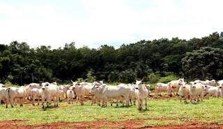 Rebanho no pasto de propriedade rural de Mato Grosso do Sul (Foto: Arquivo | Iagro)