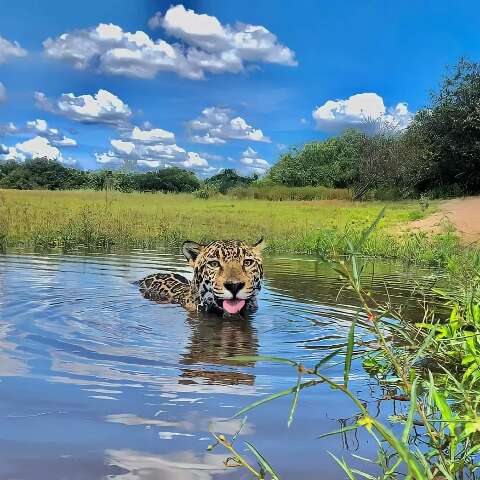 Estrela da novela Pantanal, Mat&iacute; &eacute; on&ccedil;a fof&iacute;ssima que veio de Goi&aacute;s 