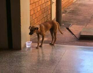 Cachorro que Fernanda deu água na UCDB. (Foto: Arquivo Pessoal)